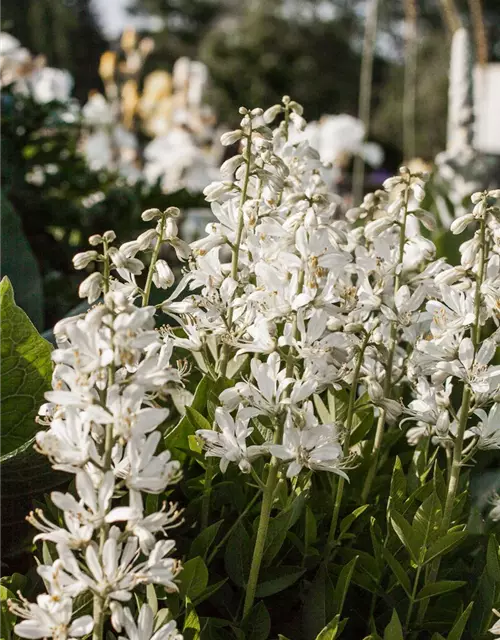 Weißblühender Diptam 'Albiflorus'