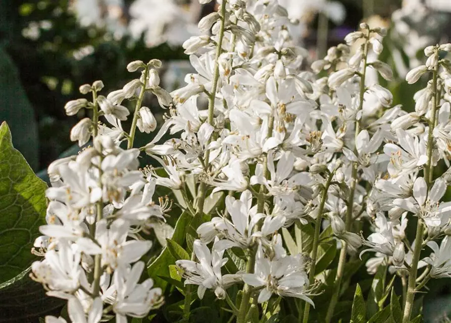 Weißblühender Diptam 'Albiflorus'