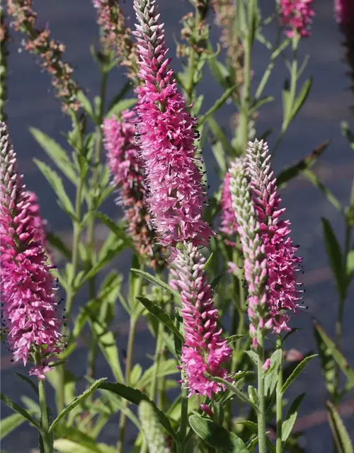 Veronica spicata 'Rosea'