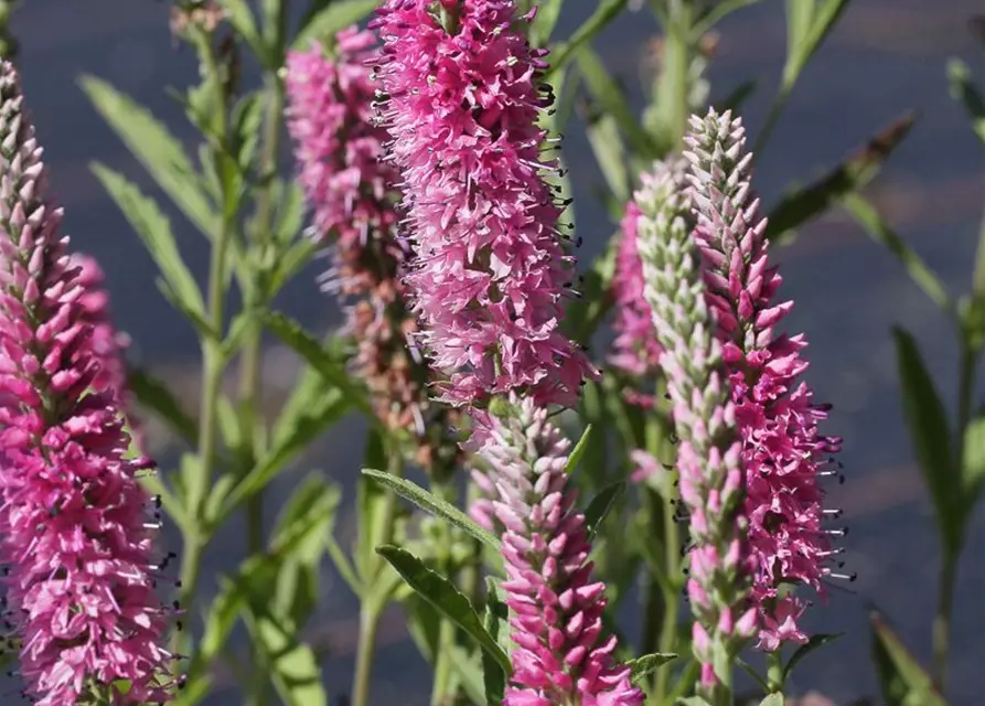 Veronica spicata 'Rosea'