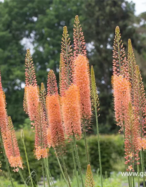 Steppenkerze 'Cleopatra'