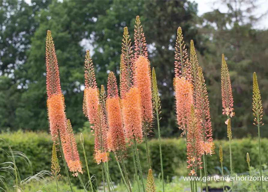 Steppenkerze 'Cleopatra'