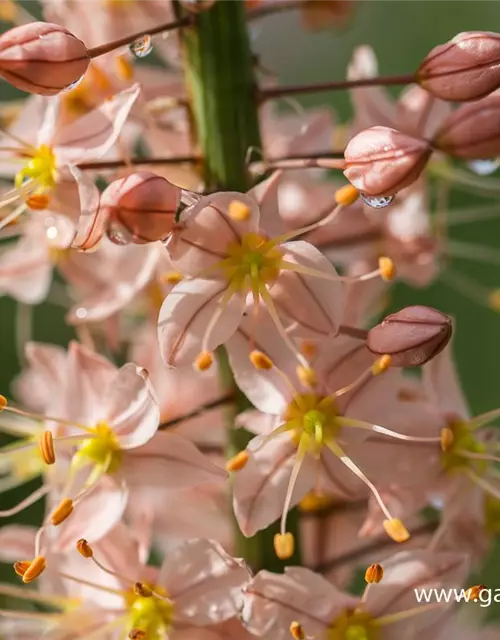 Steppenkerze 'Cleopatra'