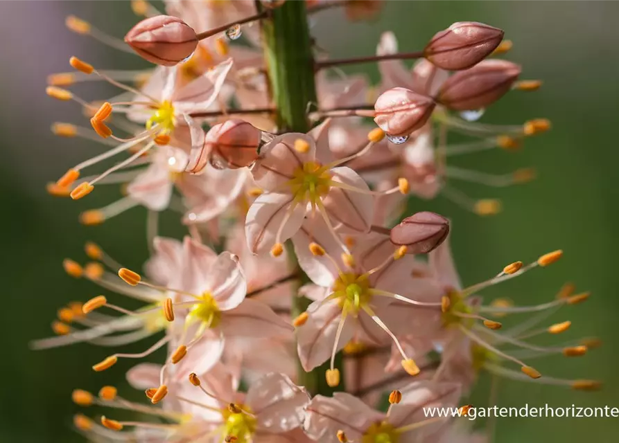 Steppenkerze 'Cleopatra'