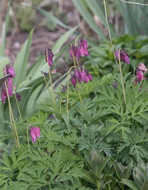 Zwergige Garten-Herzblume