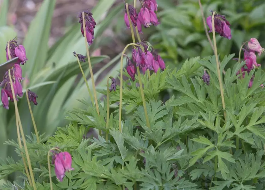 Zwergige Garten-Herzblume