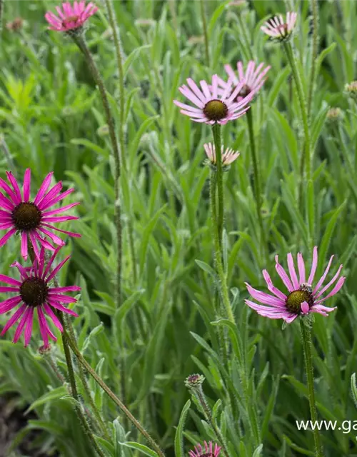 Tennessee-Garten-Scheinsonnenhut 'Rocky Top'