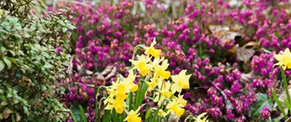 Ein buntes Osterfest lockt mit passenden Frühlingsblumen