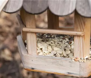 Liebe für alle: zum Valentinstag ein Vogelhaus bauen!