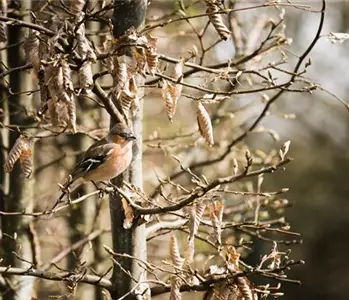 Frühlingsgefühle: Vögel in der Brutzeit