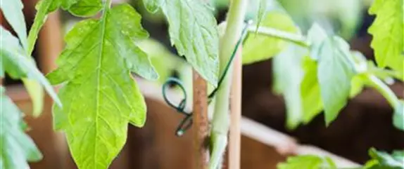 Tomatenrausch - So gelingen Anzucht, Kultur und Ernte