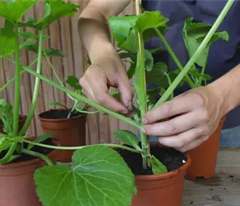 Zucchini – Anzucht Hochbinden