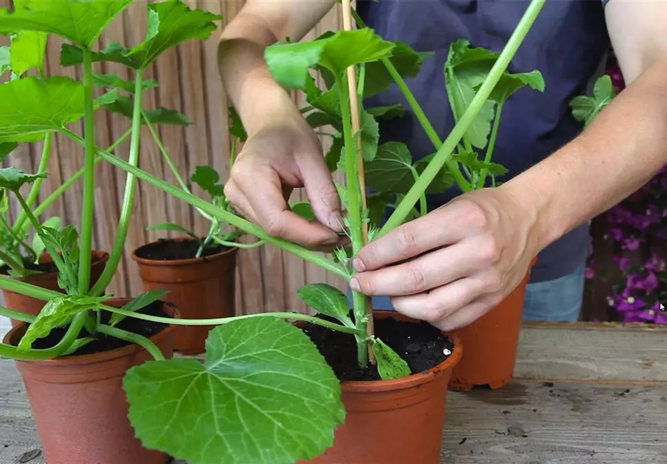 Zucchini - Anzucht Hochbinden