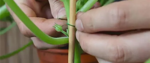 Zucchini – Anzucht Hochbinden