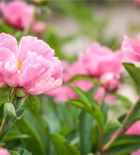 Paeonia lactiflora, rosa