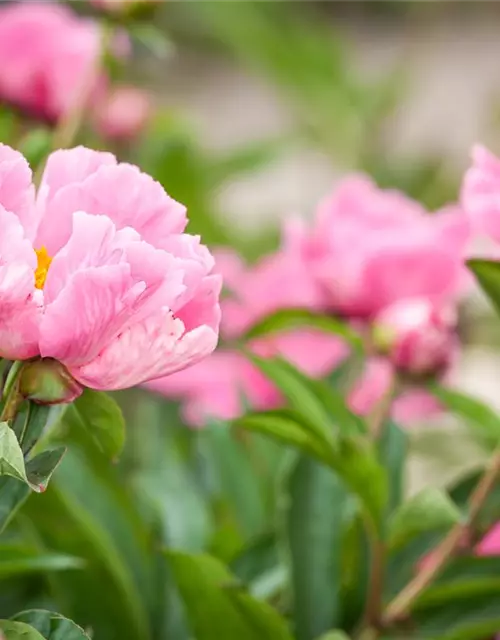 Paeonia lactiflora