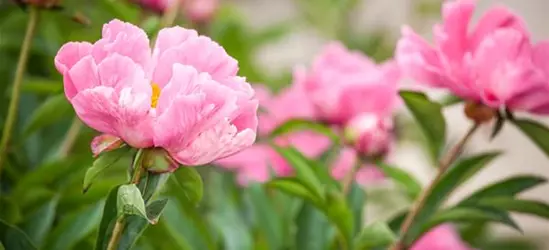 Paeonia lactiflora, rosa