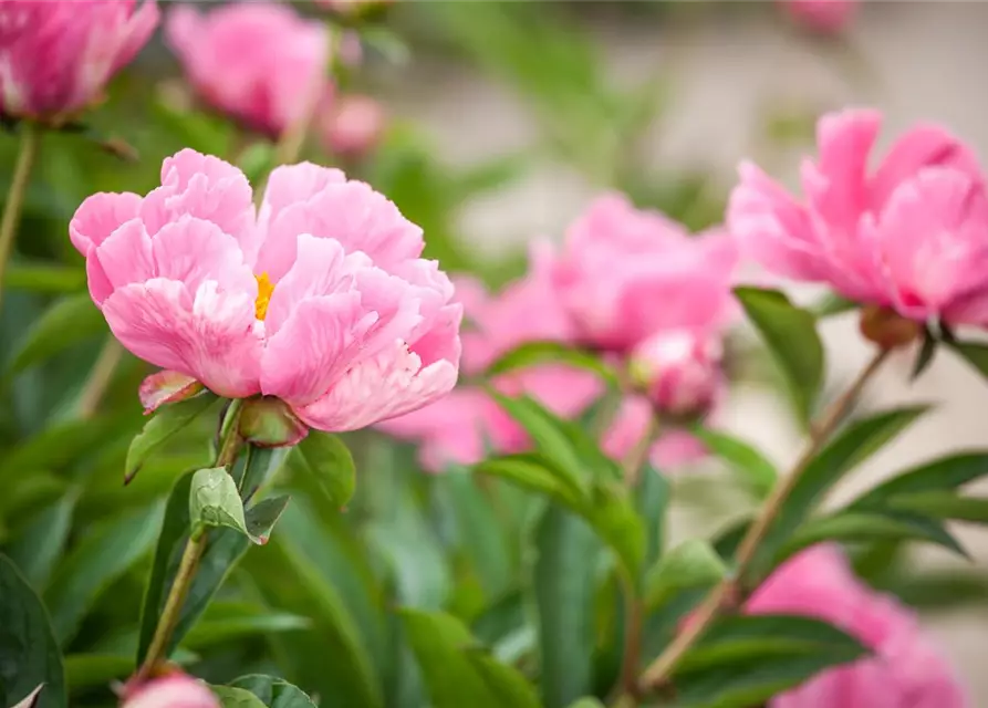 Paeonia lactiflora