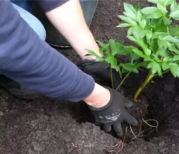 Pfingstrose - Einpflanzen im Garten