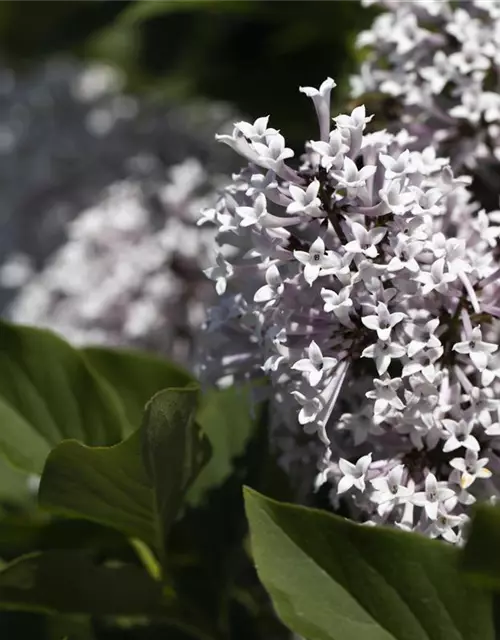 Syringa meyeri 'Palibin'