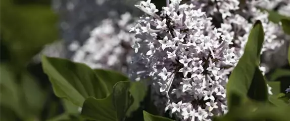 Gartenarbeiten im Mai