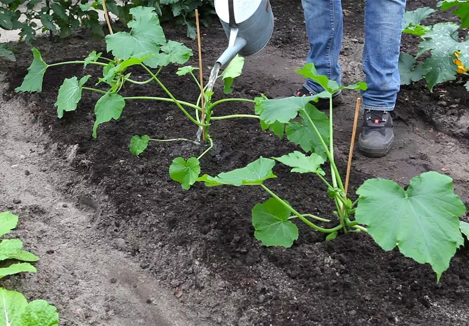 Zucchini - Einpflanzen im Gemüsebeet