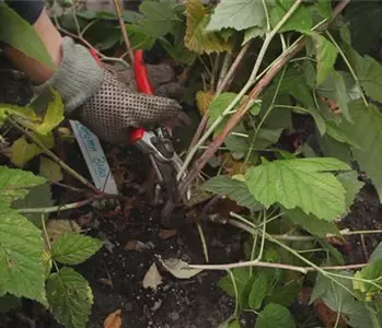 Himbeeren - Zurückschneiden im Herbst