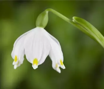 Frühlings-Knotenblume