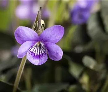 Duftveilchen im Frühling: ein zierlicher Aromaspezialist