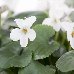 Duftveilchen im Frühling: ein zierlicher Aromaspezialist