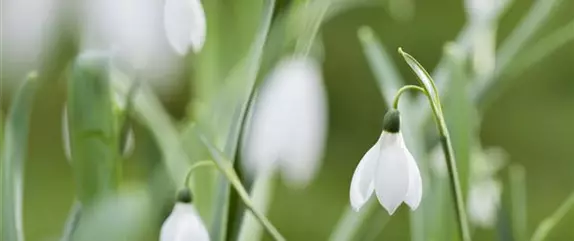 Wir freuen uns auf den Frühling!