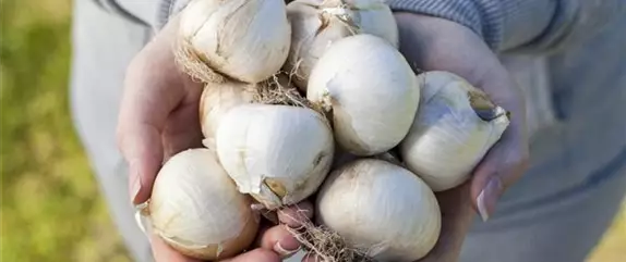 Frühling ist Pflanzzeit – ab in den Garten!