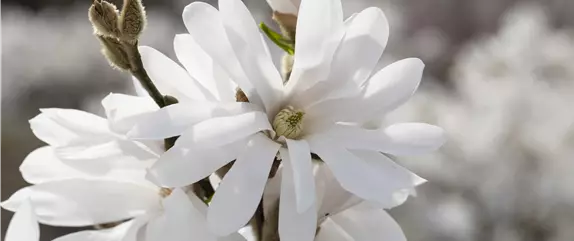 Frühling ist Pflanzzeit – ab in den Garten!