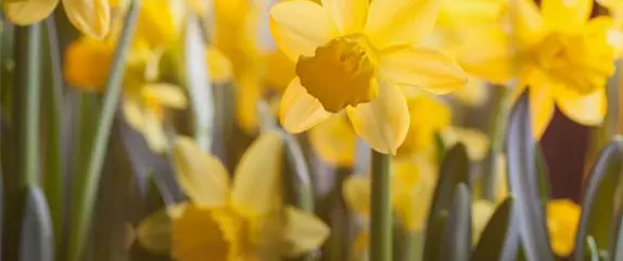 Narzissen – Frühling im Garten