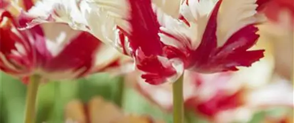 Tulpen pflanzen: Farbe für den Frühling