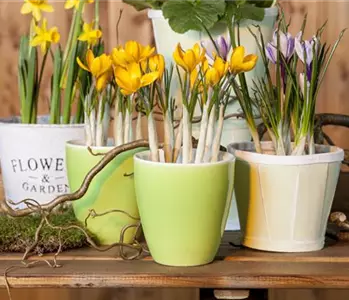 Frühling auf dem Balkon geht ohne bunte Blumen gar nicht