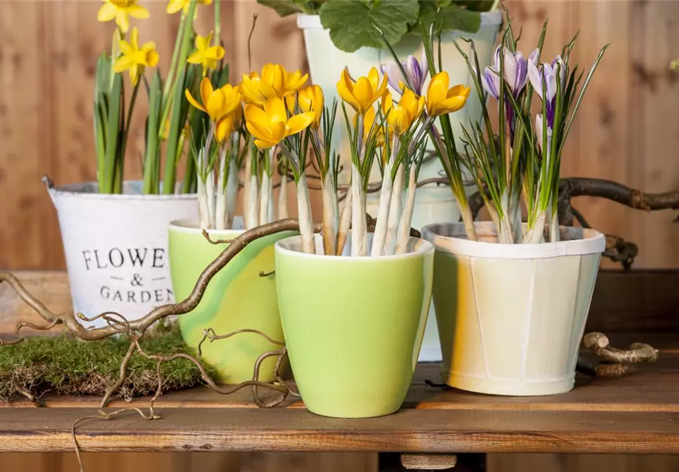 Frühling auf dem Balkon geht ohne bunte Blumen gar nicht