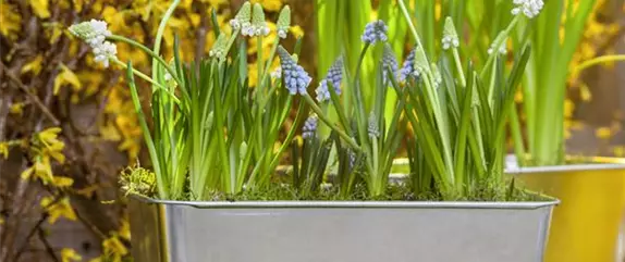 Frühling auf dem Balkon geht ohne bunte Blumen gar nicht