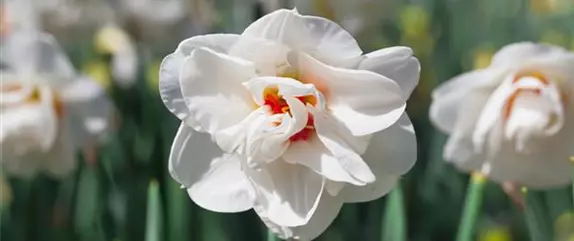 Frühling auf dem Balkon geht ohne bunte Blumen gar nicht