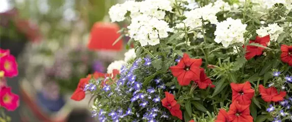 Frühling auf dem Balkon geht ohne bunte Blumen gar nicht