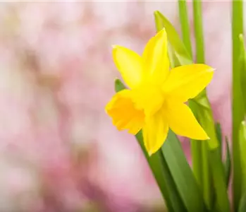 Frühling auf dem Balkon: Frühblüher pflanzen im Herbst