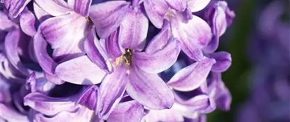 Frühling auf dem Balkon: Frühblüher pflanzen im Herbst