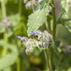 Kräutergarten – Anregungen und Gestaltungshinweise