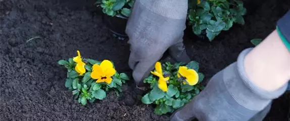 Hornveilchen - Einpflanzen im Garten