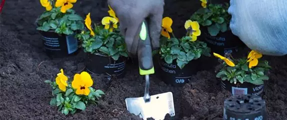 Hornveilchen - Einpflanzen im Garten