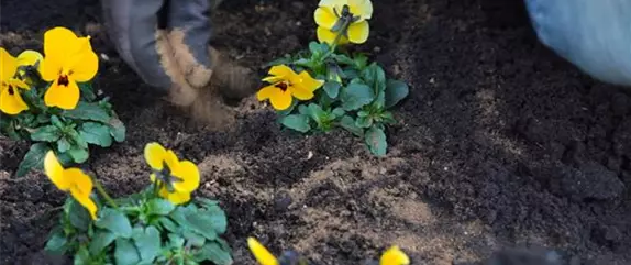 Hornveilchen - Einpflanzen im Garten