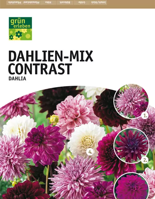 Dahlien-Mix