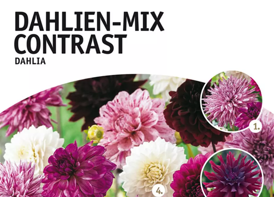 Dahlien-Mix