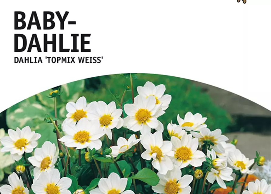 Dahlie Topmix weiß