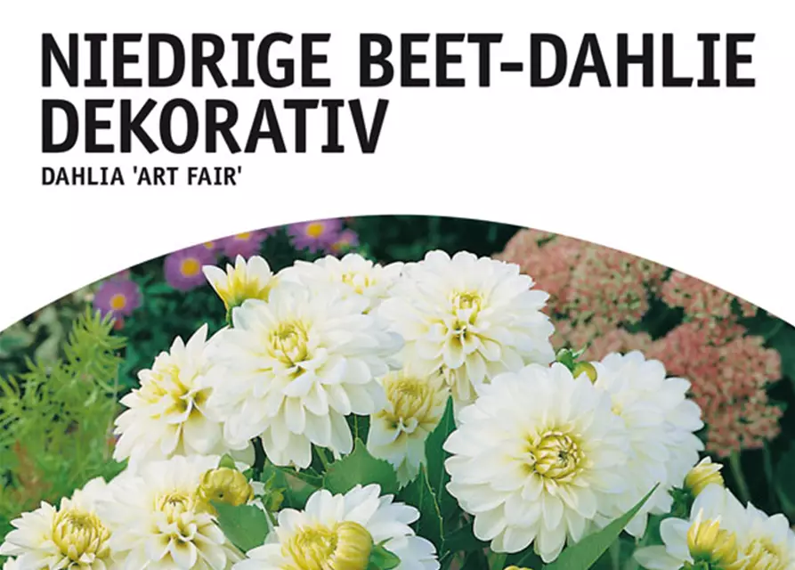 Dahlie Art Fair